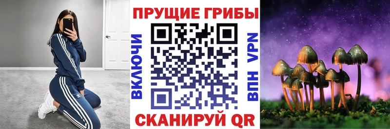 Купить где  Большой Камень  Галлюциногенные грибы Cubensis 